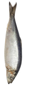 MSC-maerkede fiskeprodukter